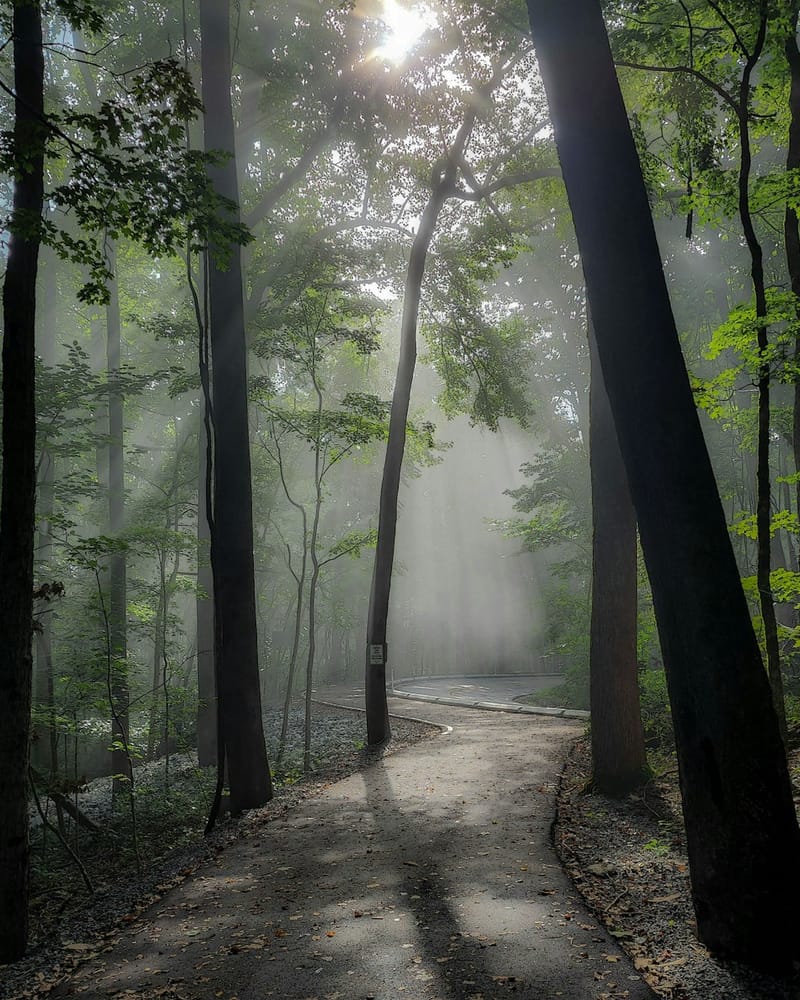 Sunbeams spill through a misty green forest onto a winding path.